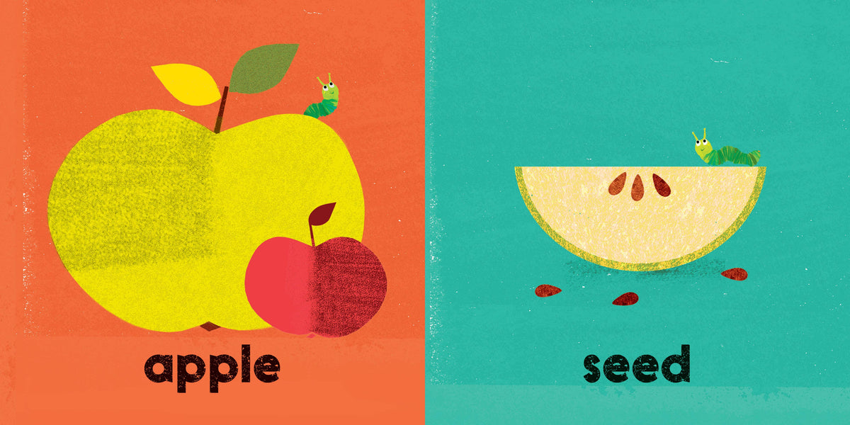 Illustration of an apple and a seed with corresponding text on a two-tone background