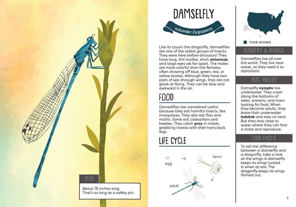 Educational illustration of a damselfly with text and diagram on a gradient background
