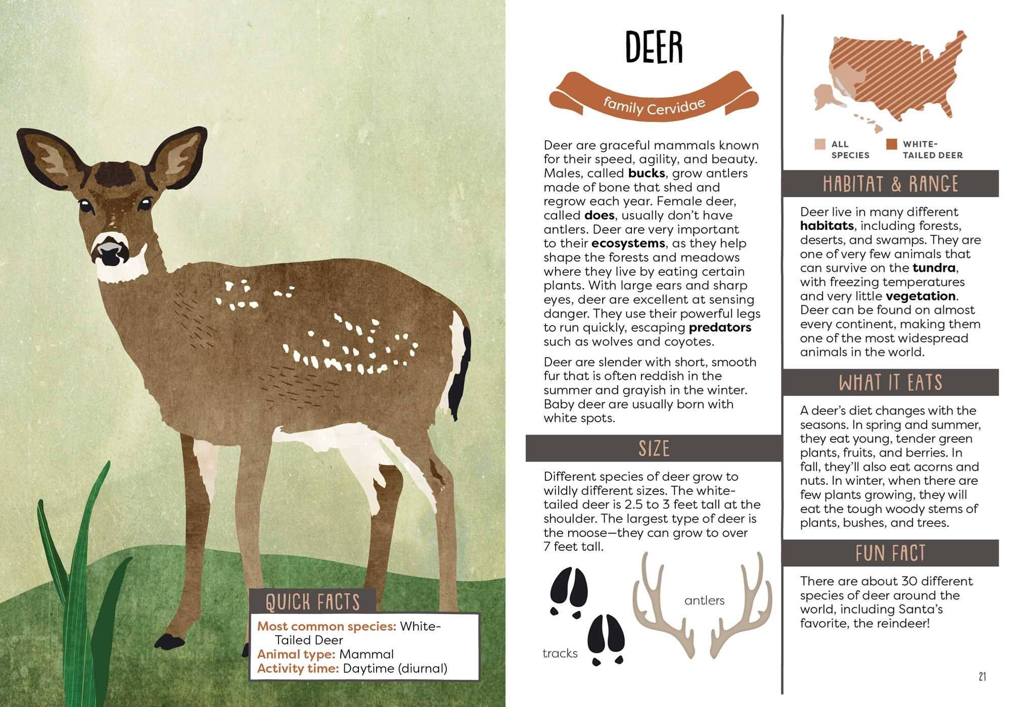 Illustration of a deer with information about its family, habitat, range, and facts.