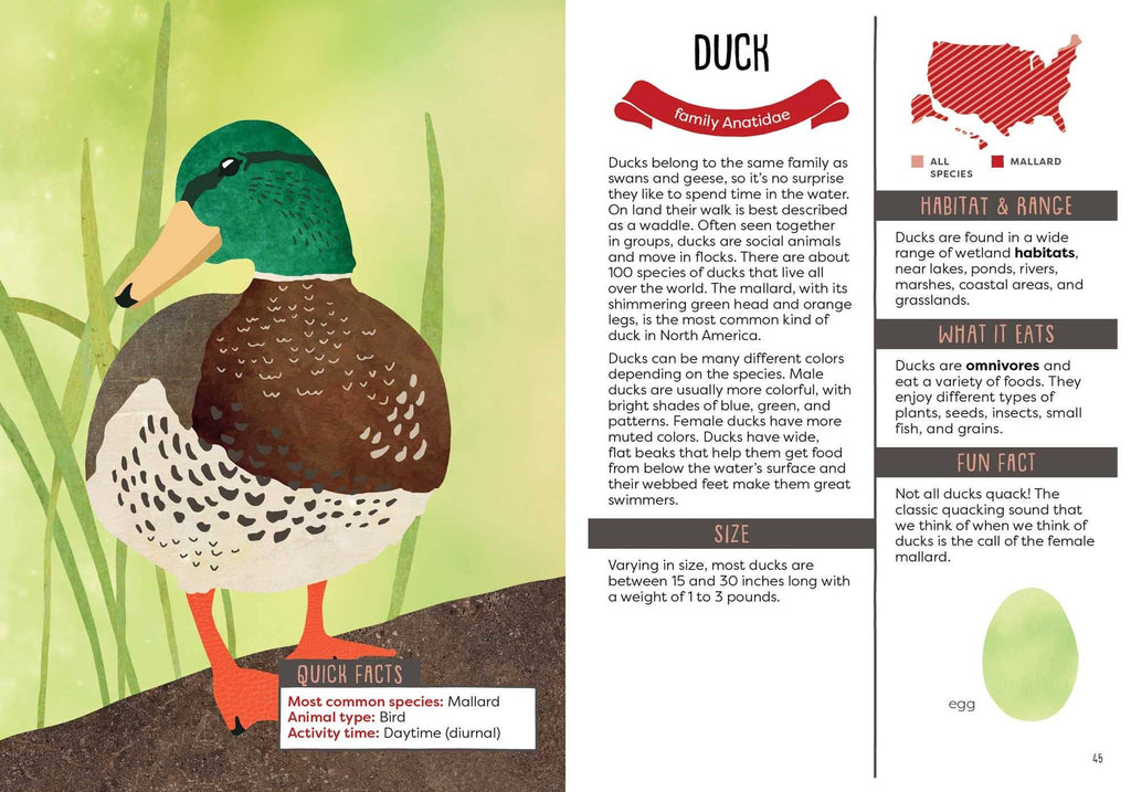 Illustration of a duck with educational text about ducks on a green background