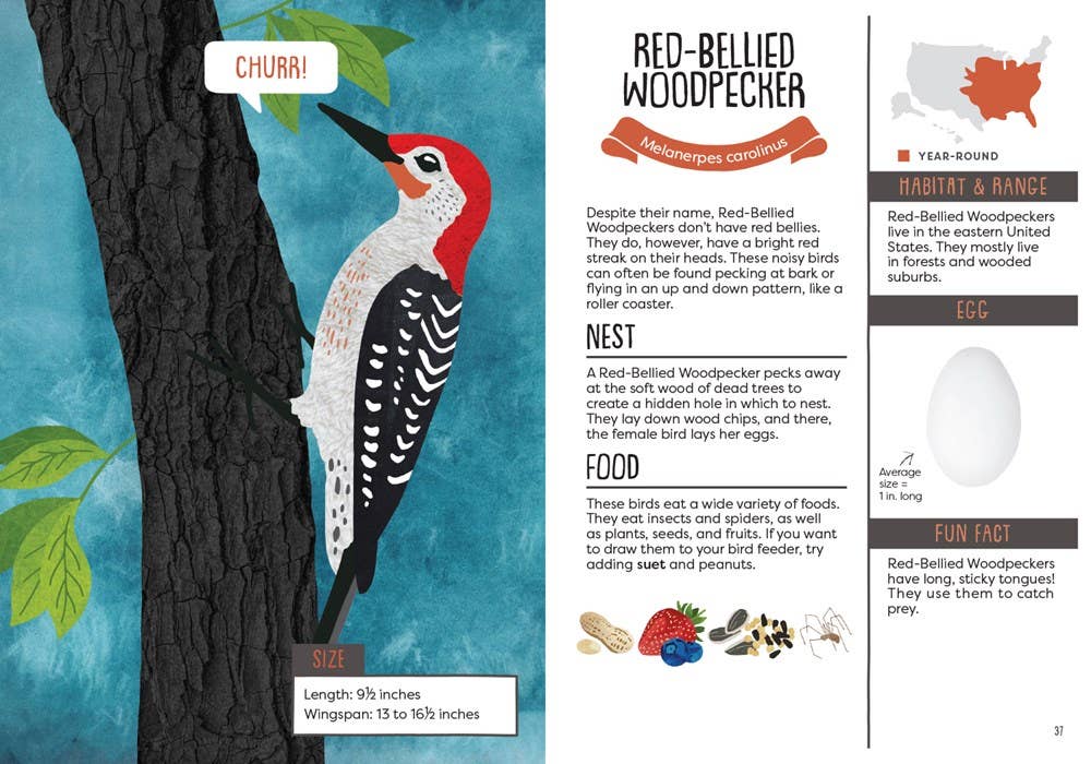Illustration of a Red-Bellied Woodpecker on a tree trunk with educational text about the bird.