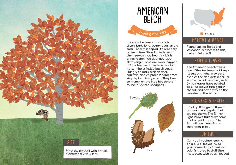 Illustration of an American Beech tree with educational text and graphics on a green background
