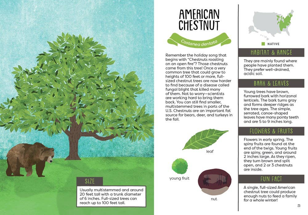 Illustration of an American chestnut tree with a bear and educational text on the right.