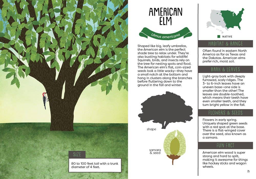 Illustration of an American elm with descriptive text on a green background