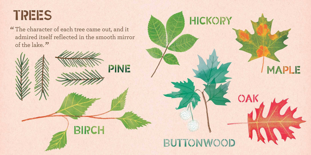 Illustrations of different tree leaves with labels on a light pink background