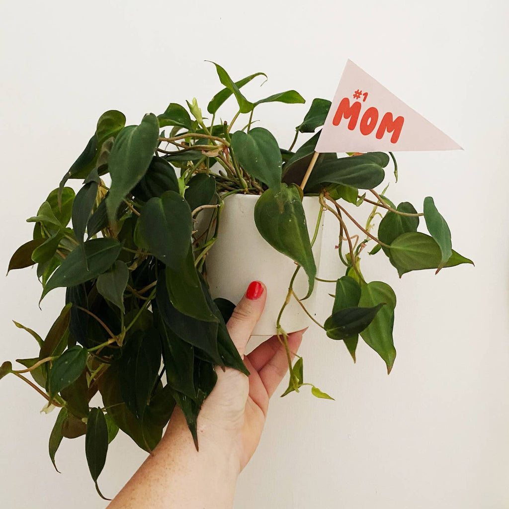 Hand holding a potted plant with a 'Mom' sign on a white background