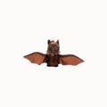 A plush bat toy with brown fur and spread wings, centered on a plain white background.